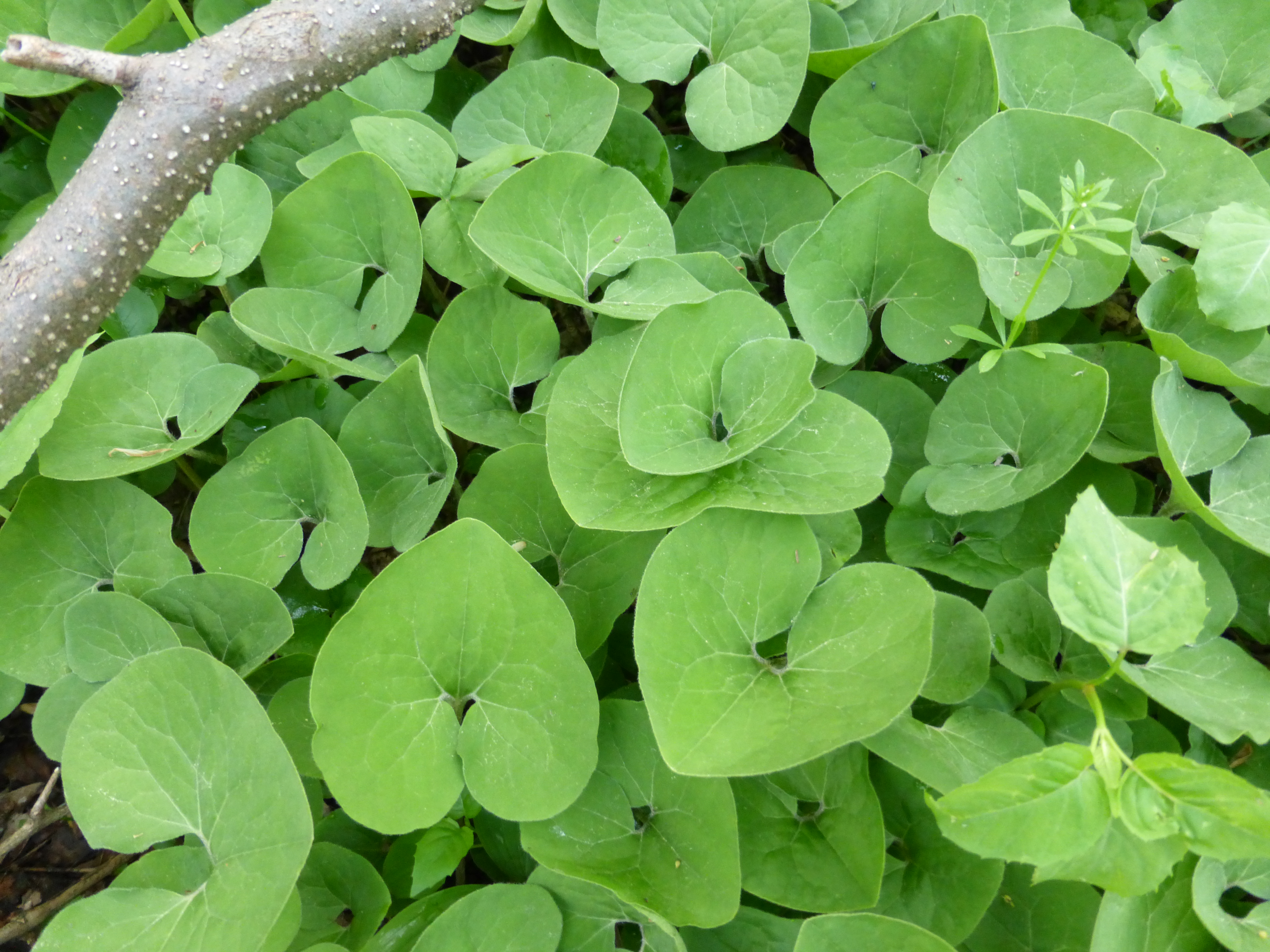 Native plantings for Chicago urban parkways